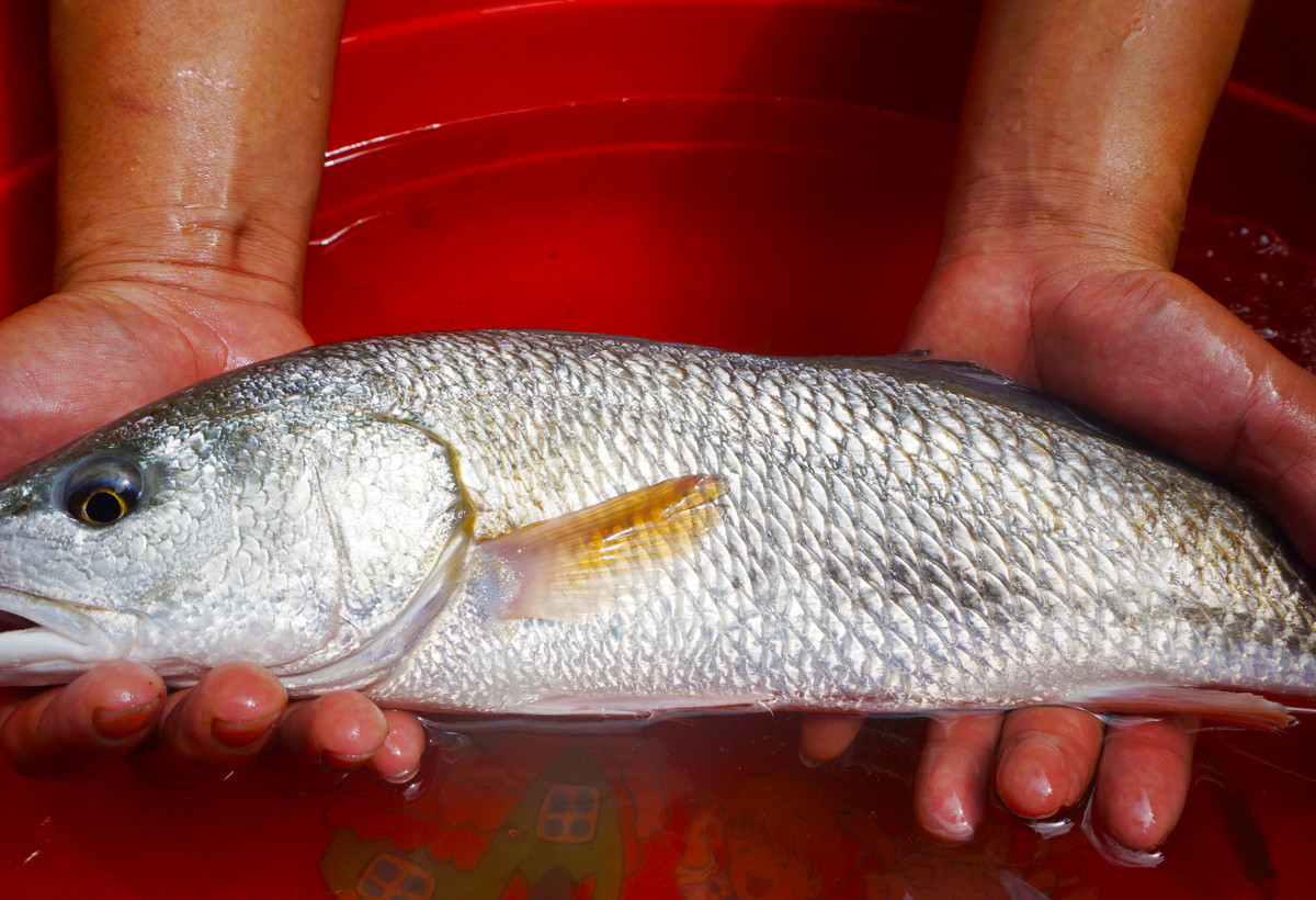 Ngư dân Đà Nẵng bắt được cá nghi sủ vàng tiền tỷ Ngu dan Da Nang bat duoc ca nghi su vang tien ty