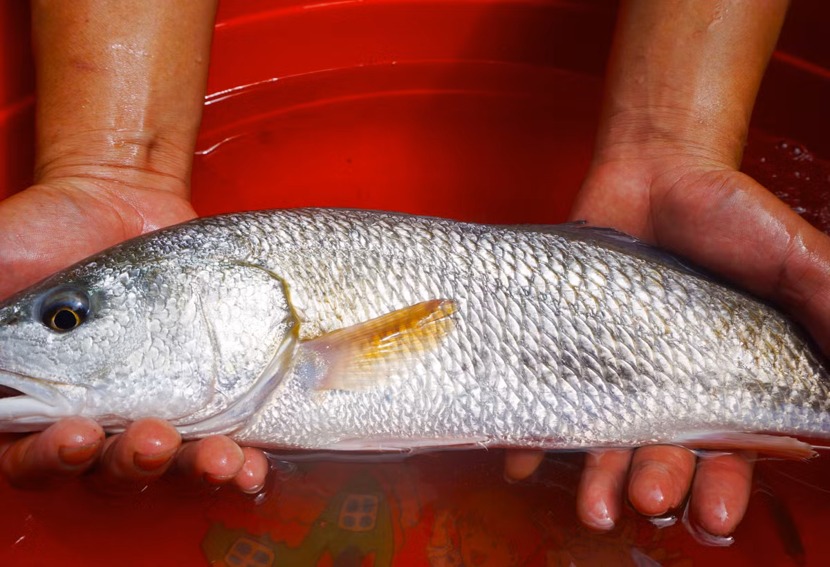 Ngu dan Da Nang bat duoc ca nghi su vang tien ty