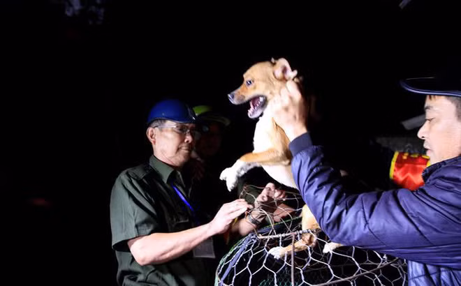 Tranh cai kich liet viec Ha Noi ra quan bat cho tha rong