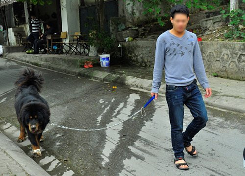 Tranh cai kich liet viec Ha Noi ra quan bat cho tha rong-Hinh-2