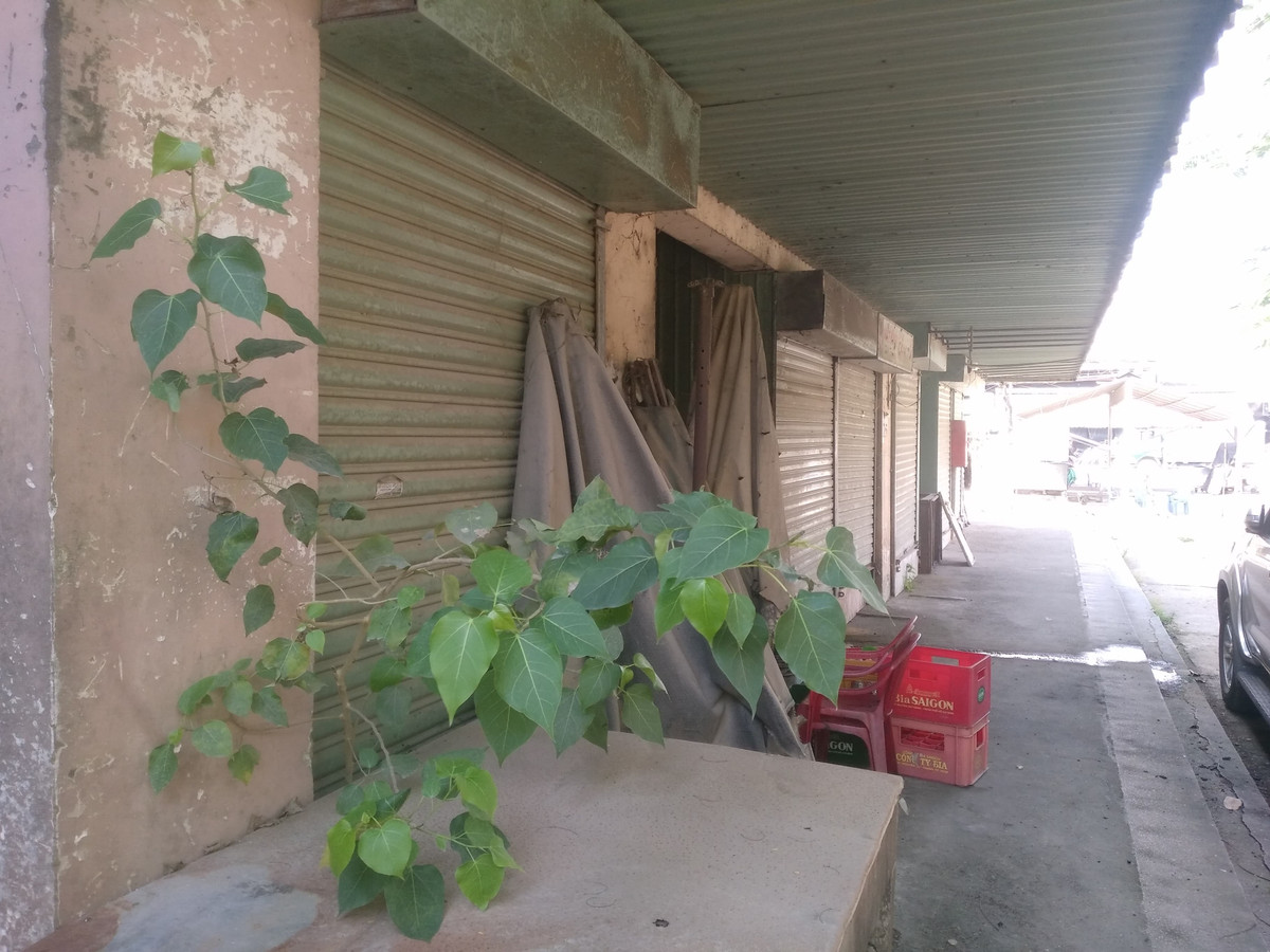 Cây cối xâm lấn, mọc bên cạnh những ki ốt. 