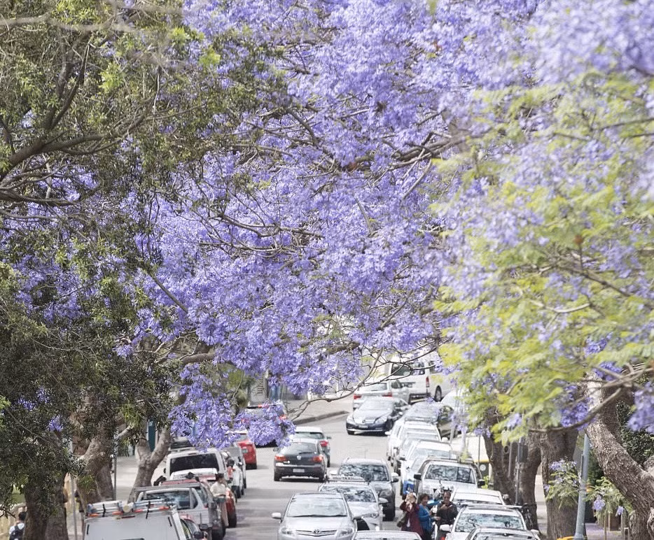 Jacaranda (phượng tím) có nguồn gốc từ các vùng nhiệt đới và cận nhiệt đới như Mexico, Trung Mỹ, Nam Mỹ, Cuba, Jamaica và Bahamas. Tại Sydney, các khu vực có hoa phượng tím đẹp là North Shore, Inner Sydney, Sydney City....