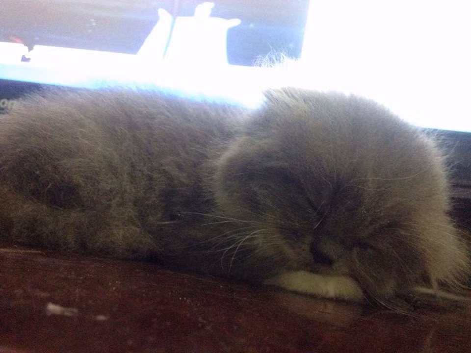 Vậy là chỉ vì chú mèo đáng yêu mà anh chàng này quyết cự tuyệt với Linh. Và cô gái cũng không vì vậy mà bỏ rơi chú mèo đáng yêu của mình. Nhưng sau tất cả, giữa tâm bão, em mèo vẫn ngây thơ không biết liệu cuộc chia tay này có phải là do mình hay không?