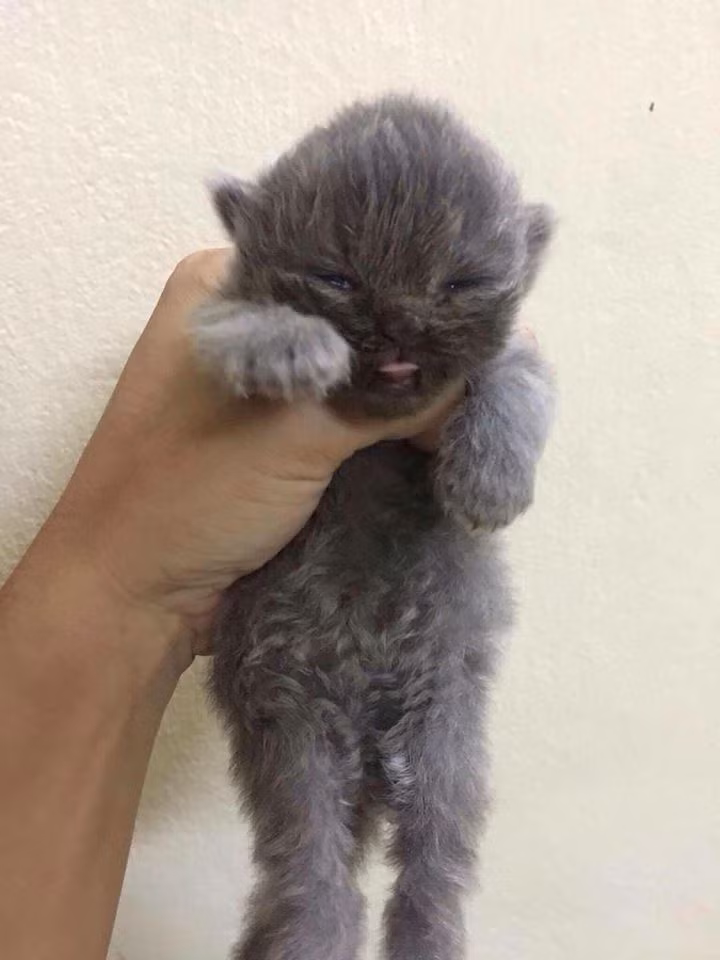 Một số bạn cũng tâm sự thật về hoàn cảnh tréo ngoe của mình chỉ vì sở thích làm con sen, nuôi chó mèo trong nhà. FB V.H.L: “Nhớ cách đây 5-6 năm tán 1 em, em ý bảo ghét mèo. Bọn mèo lông lá, bẩn thỉu, hôi hám. Em ý hỏi giờ anh chọn mèo hay chọn em. Kể từ đó, mình và con mèo sống hạnh phúc bên nhau mãi mãi. Chúng ta ai cũng có đam mê và sở thích của riêng mình và nó đã ăn vào tiềm thức. Tại sao lại vì một người phải thay đổi, đâu thiếu gì người yêu mèo như mình.” FB N.T.H.Y: “Ơ tớ cũng đang hẹn hò với ông hướng dẫn tớ học việc đây. Cơ mà ông ý đến ngày đầu chó sủa, ngày thứ 2 chó vẫy đuôi, ngày thứ 3 thì cho xoa đầu. Còn thái giám Kiu thì ăn cơm cũng ngồi 1 bên cho bồng bế vuốt ve luôn. Điều mà tớ luôn mong ước.”