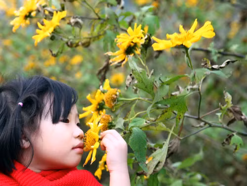 Mộc Châu cách Hà Nội chưa đến 200km, mùa nào thảo nguyên này cũng mang vẻ đẹp riêng của nó. Những nẻo đường hoa Mộc Châu hiển hiện khắp nơi, trong những bản làng nhỏ, trên triền núi đá và trong những thung lũng xanh lam màu núi đá.