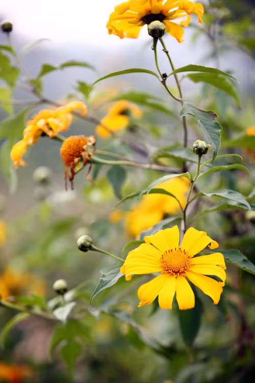 Thời điểm hấp dẫn nhất của Mộc Châu là khoảng đầu đông trở đi, khi các nương ngô đã thu hoạch nhường chỗ cho hoa dã quỳ, một loài hoa dại bùng lên khoe sắc, tựa như những mặt trời nhỏ đủ làm rạng rỡ và sáng bừng phố núi Mộc Châu.