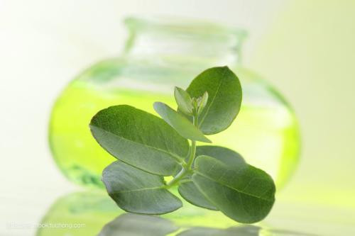 Trong vòng 5 ngày liên tiếp, sáng tối 1 lần dùng hỗn hợp tinh dầu này mát xa vùng cổ, quai hàm và lòng bàn ta. Đồng thời có thể dùng tinh dầu này cho vào cốc nước nóng để xông.