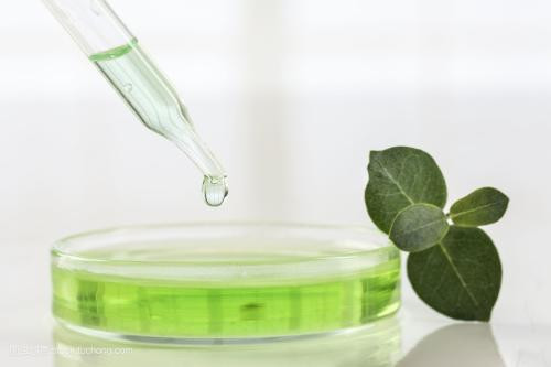 Cũng có thể dùng 3-5 giọt tinh dầu cho vào cốc nước nóng và dùng mũi hít sâu hơi nước, mỗi ngày cần xông 3 lần.