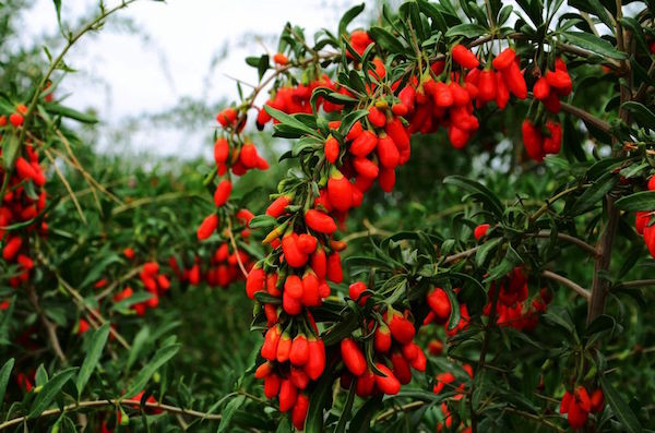 Cách ăn tốt nhất là nhai trực tiếp rồi nuốt sẽ phát huy được tối đa công dụng của kỷ tử với sức khỏe. Nếu không ăn được trực tiếp có thể ngâm vào nước rồi uống nước và ăn cả bã.