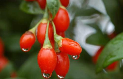 Với thanh niên, kỷ tử có tác dụng làm đẹp da, chống lão hóa, bổ gan, giúp tinh thần phấn chấn.