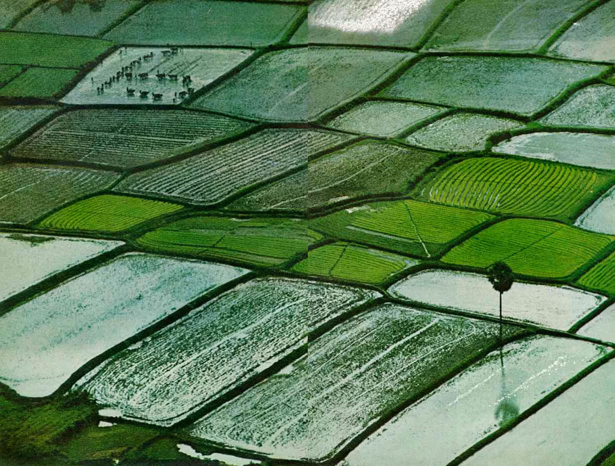 Những đồng lúa xanh tốt do được bù đắp bằng phù sa sông Mekong ở đồng bằng sông Cửu Long, Việt Nam.