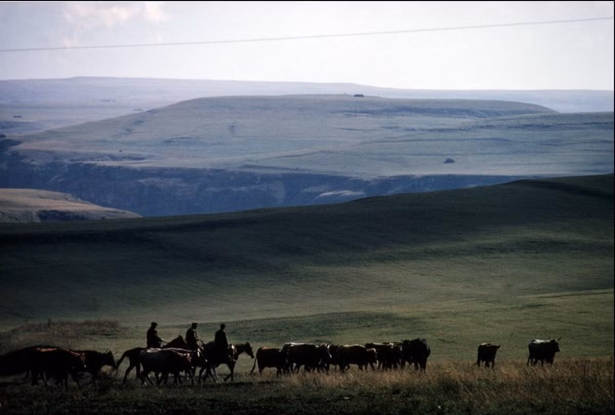 Đàn gia súc trên thảo nguyên Pyatigorsk.