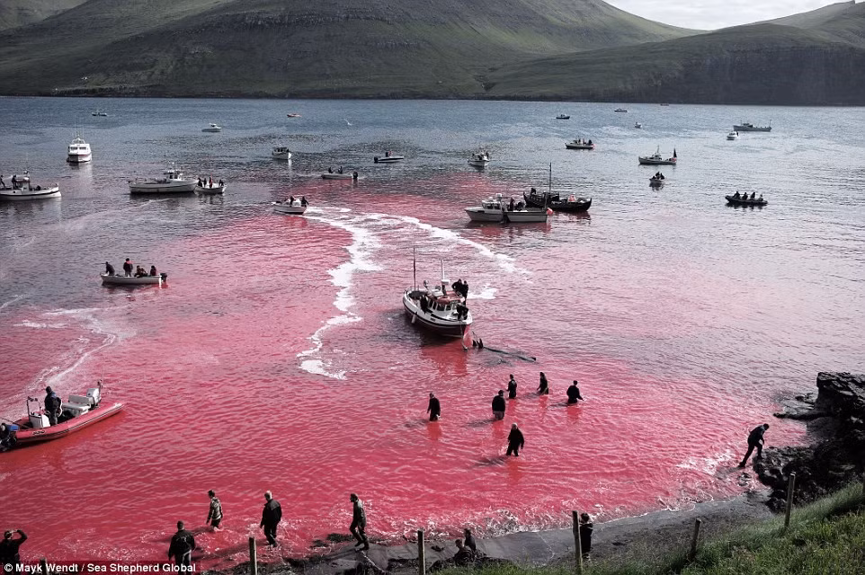 Mặc dù đánh bắt cá voi bị cấm ở nhiều nước, song ngư dân Faroe vẫn có thể thoái mái đánh bắt loài vật này.