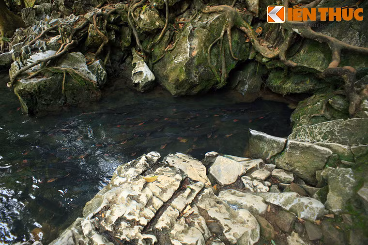 Dòng suối ở nơi đây là nơi sinh sống của hàng nghìn con cá lớn, nhỏ, phần lớn thuộc loài cá bỗng theo cách gọi của người dân địa phương.