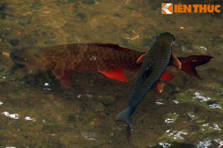 Cá có hình dạng khá bắt mắt với thân hình tròn lẳn, môi và vây đỏ tuơi. Một số chú cá có màu đỏ rực rất ấn tượng.