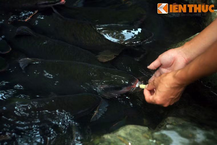 Cá rất bạo dạn, sẵn sàng ăn thức ăn từ tay người.