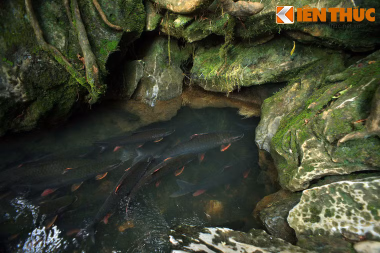 Theo tín ngưỡng của bà con dân tộc Mường trong vùng, đây là giống cá thần đem lại sự bình yên no ấm cho cuộc sống của bản làng.