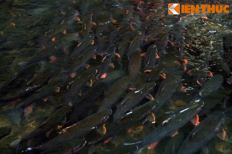 Những con "cá thần" ở nơi đây có trọng lượng khá lớn, chủ yếu từ 2 kg đến 8 kg. Cũng có những con nặng hàng chục kg.