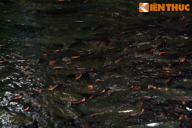 Thậm chí du khách còn có thể dùng tay vuốt nhẹ nhàng vào mình cá.