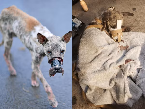 Dan mang cai va vu giai cuu chu cho bi bang mom