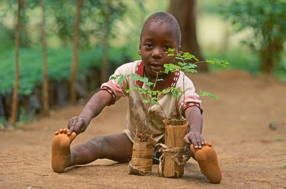 Nửa thế kỷ trước, người Pygmy có hàng triệu người. Giờ đây, toàn bộ vùng Trung Phi chỉ còn chưa đầy 500 ngàn người và tiếp tục suy giảm do nạn phá rừng, chiến tranh, diệt chủng.