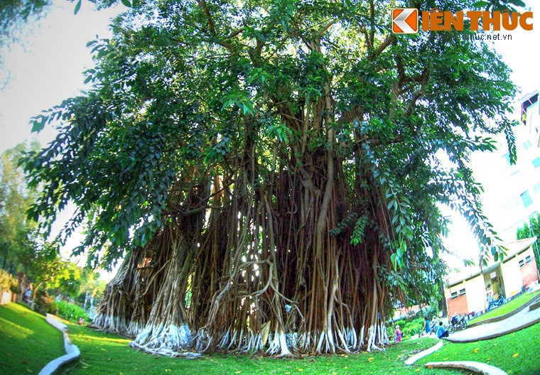 Cây đa cổ thụ bên đường Lý Tự Trọng, TP HCM. Trong kho tàng tục ngữ, thành ngữ của người Việt có nhiều câu nói về sự huyền bí của cây đa như "cây gạo có đa, cây đa có thần", "cậy thần phải nể cây đa"... Phải hiểu về điều này như thế nào?