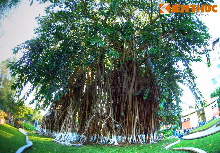 Cây đa cổ thụ bên đường Lý Tự Trọng, TP HCM. Trong kho tàng tục ngữ, thành ngữ của người Việt có nhiều câu nói về sự huyền bí của cây đa như "cây gạo có đa, cây đa có thần", "cậy thần phải nể cây đa"... Phải hiểu về điều này như thế nào?