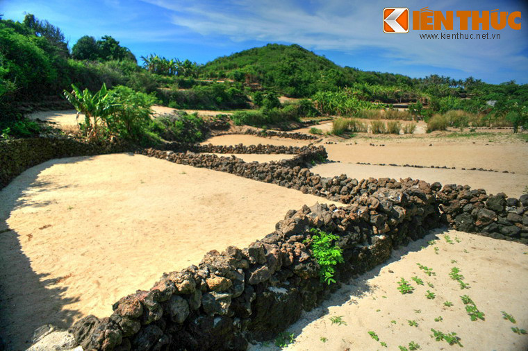 Các thửa ruộng này là nơi trồng tỏi, một đặc sản rất nổi tiếng của huyện đảo Lý Sơn. Do điều kiện đất đai cằn cỗi hơn nhiều so với đảo Lớn, người dân đảo Bé chỉ canh tác được một vụ tỏi mỗi năm.