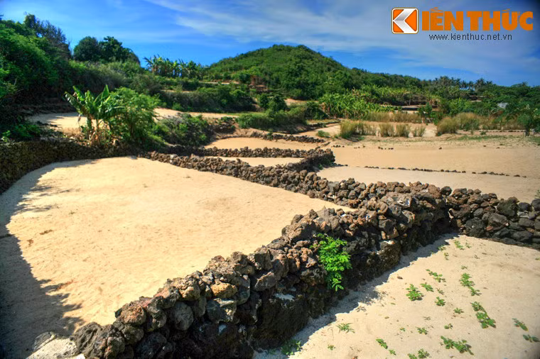 Các thửa ruộng này là nơi trồng tỏi, một đặc sản rất nổi tiếng của huyện đảo Lý Sơn. Do điều kiện đất đai cằn cỗi hơn nhiều so với đảo Lớn, người dân đảo Bé chỉ canh tác được một vụ tỏi mỗi năm.