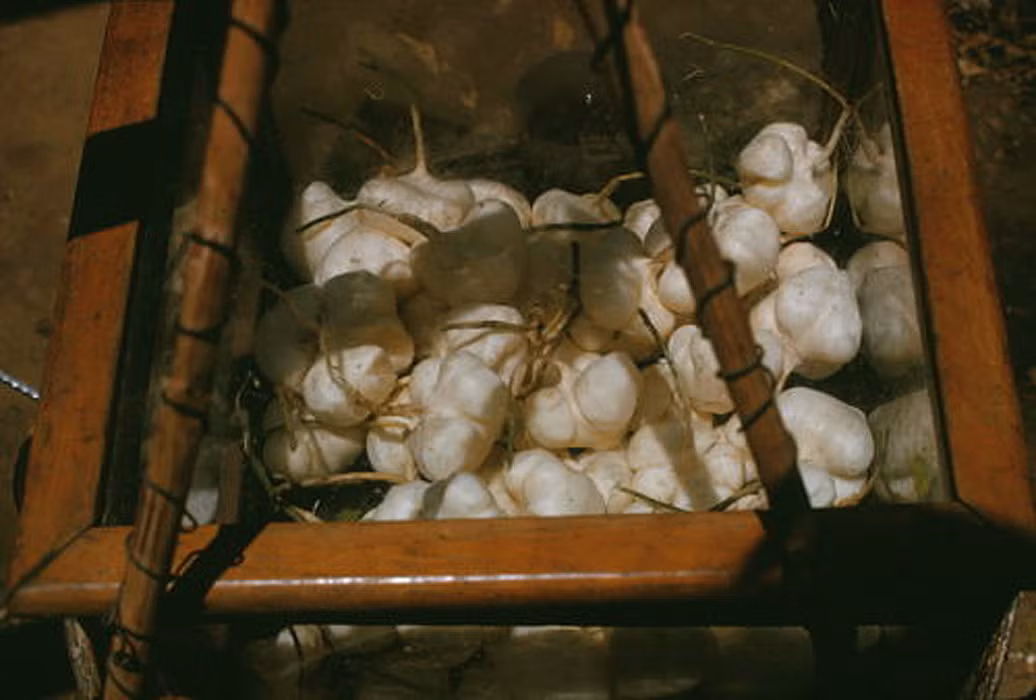 Đây là món quà vặt tuyệt vời của mùa hè Sài Gòn.