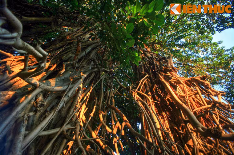 Theo ước tính, cây đa này đã hơn 300 năm tuổi, là một trong những cây cổ thụ nhiều tuổi nhất Sài Gòn.