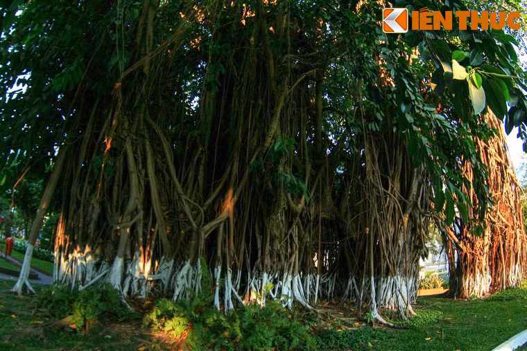 Có thể coi cây đa cổ thụ trên đường Lý Tự Trọng là một biểu tượng xanh của TP HCM.