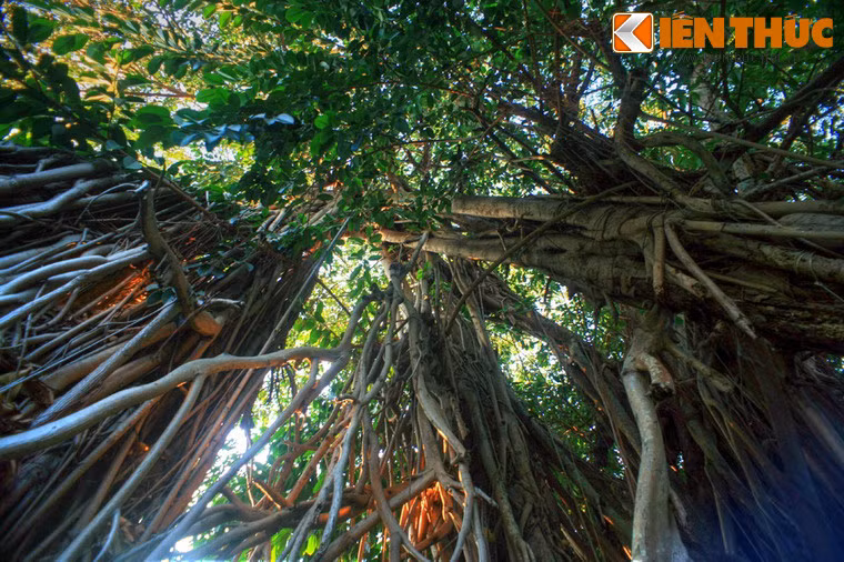 Sau nhiều thế kỷ tồn tại, cây siêu cổ thụ vẫn xanh tốt và là chỗ nghỉ chân hàng ngày cho nhiều người dân.