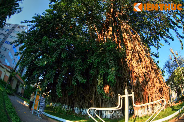 Đây là một cây đa cổ thụ có hình dáng cổ quái với hàng nghìn sợi rễ từ các nhánh cây buông xuống phủ kín mặt đất.