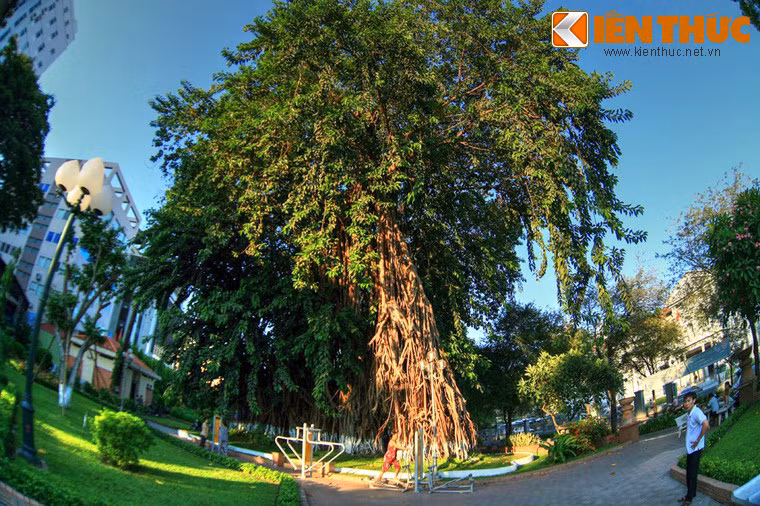 Bên đường Lý Tự Trọng, đối diện Bảo tàng TP HCM có một cây cổ thụ đặc biệt khiến nhiều người bất ngờ khi lần đầu chứng kiến.