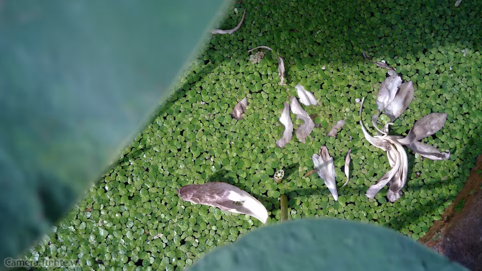 Năm bức ảnh trên cho thấy Bphone có khả năng bao quát không gian ngoài trời rất tốt, từ góc chụp phong cảnh ở xa tới cận cảnh chủ thể. Điều này thể hiện qua chi tiết màu vàng ở tâm của hoa súng không bị cháy/bệt hay những cành hoa súng khô vương vãi trên nền dâu bèo ở góc tối lẫn góc sáng vẫn giữ được độ tương phản và màu sắc rõ ràng.