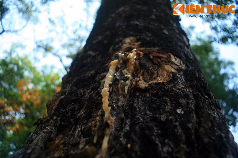 Và Sài Gòn chính là là địa điểm đầu tiên được người Pháp trồng thử nghiệm và lập đồn điền cao su tại khu vực Đông Nam bộ.