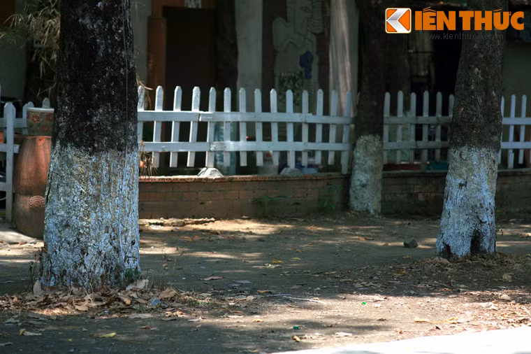 Nhiều cây cao su ở nơi đây đã có trên 70 tuổi đời.