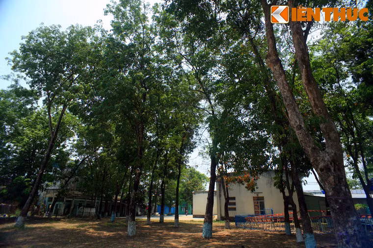 Ngày nay, khu vườn cao su cổ thụ ở Tân Thới Hiệp là dấu tích cuối cùng về thời kỳ hoàng kim của cây cao su ở Sài Gòn.