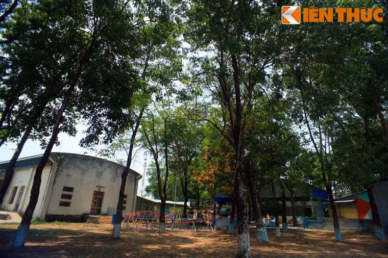 Đó là một vườn cao su cổ thụ rộng khoảng 1 ha, hiện còn khoảng 100 cây cao su được trồng từ thời Pháp thuộc