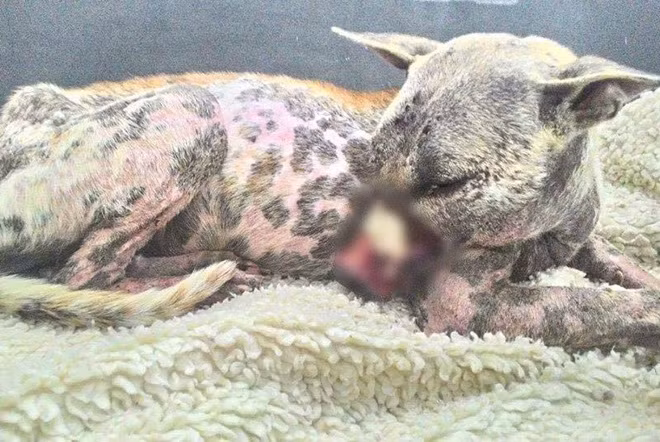 Hinh anh chu cho bi buoc mom phuc hoi sau dieu tri