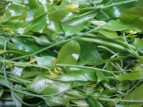 Bên cạnh những loại rau, quả miền Tây có giá đắt, không ít loại rau rừng cũng "làm mưa, làm gió" khi bán về thành thị. Chúng được bán với giá 30.000 - 50.000 đồng/kg, có thời điểm rau khan hiếm, giá có thể lên tới 100.000 đồng.