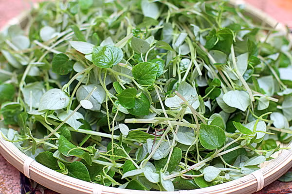 Đây vốn là loại rau dại được người dân miền Tây rất ưa thích, không chỉ là món ăn ngon mà còn là cây thuốc tác dụng chữa nhiều bệnh như phòng chữa cảm mạo, bổ sung chất, vitamin...
