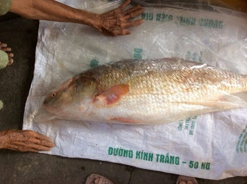 Cuối tháng 9 vừa qua, một ngư dân ở Quy Nhơn đã đánh bắt được một con "cá lạ", nặng 9,7 kg, dài khoảng 0,9 m, toàn thân cá có màu vàng, đặc biệt vây cá có màu vàng óng ánh rất đẹp, nghi là cá sủ vàng - một trong những loại cá quý hiếm và có mức giá vô cùng đắt đỏ.