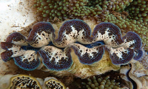 Ruột của loài trai này được đồn đại là một món ăn cực kì hấp dẫn, thuộc hàng "cực phẩm nhân gian". Thời xưa, chúng là một trong những món hải sản quý hiếm, bổ dưỡng dùng để cung tiến vua chúa. Ngày nay, loài trai khổng lồ này đã được nhân nuôi để phục vụ nhu cầu trong nước và xuất khẩu.