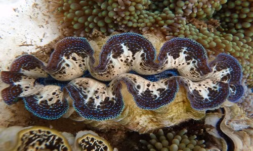 Ruột của loài trai này được đồn đại là một món ăn cực kì hấp dẫn, thuộc hàng "cực phẩm nhân gian". Thời xưa, chúng là một trong những món hải sản quý hiếm, bổ dưỡng dùng để cung tiến vua chúa. Ngày nay, loài trai khổng lồ này đã được nhân nuôi để phục vụ nhu cầu trong nước và xuất khẩu.