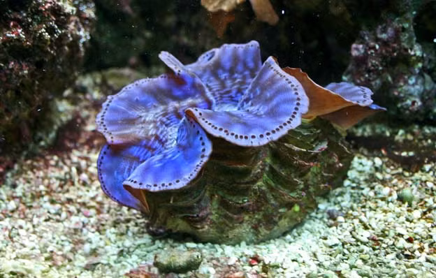 Vì là loại đặc sản hái ra tiền nên việc đánh bắt chúng ngoài khơi nhiều vùng biển khá ồ ạt và ráo riết. Do đó, các đơn vị chức năng đang có biện pháp ngăn chặn tình trạng ngư dân khai thác sò tượng trái phép, bảo vệ loài sò tượng có nguy cơ tiệt chủng này.