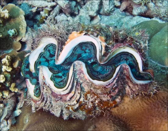 Tại Việt Nam, nhiều vùng tiến hành nuôi và xuất khẩu trai tai tượng, gồm 3 loài là Tridacna crocea, Tridacna squamosa và Tridacna maxima. Tùy theo kích thước và loài trai tai tượng mà giá cả biến đổi. Một cá thể Tridana crocea kích thước khoảng 8cm chiều dài vỏ mua từ ngư dân sẽ có giá từ 60.000-80.000 đồng, xuất khẩu với giá khoảng 8-10USD/con.