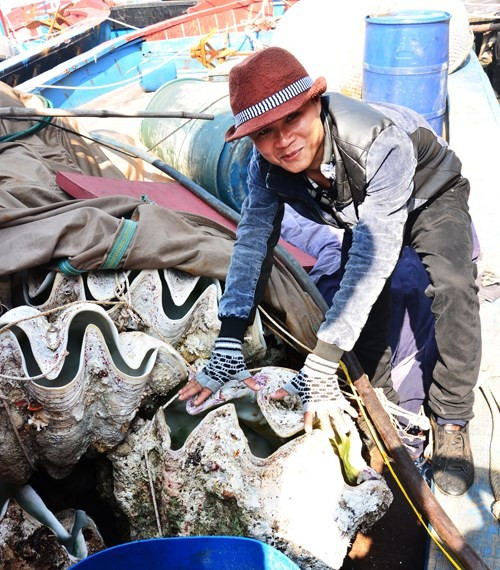 Sò tượng dài 1m bán trọn gói cho chủ nậu với giá bình quân là 10 triệu đồng/con, có thời điểm hiếm hàng giá đội lên đến 15 triệu đồng. Ảnh: Báo Quảng Ngãi.