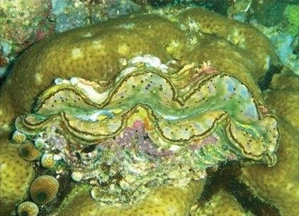 Ngư dân muốn đánh bắt được loài lớn phải xuống độ sâu khoảng 20m so với mặt nước biển, nơi có nhiều rặng san hô.